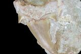 Otodus Shark Tooth Fossil In Rock - Eocene #86993-1